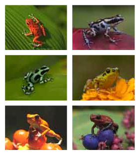 Frog Images